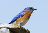 Bluebird 1437.jpg