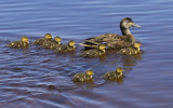 Ducklings 1712.jpg