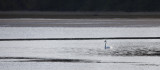 Distant Swan 4078.jpg