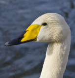 Swan crop 6792