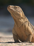 Female Rock Iguana