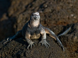 Adult Male Marine Iguana (Amblyrhynchus cristatus)