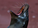 Female Galpagos Sea Lion (Zalophus californianus) 4