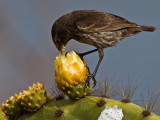 Cactus Finch (Geospiza scandens scandens) 3