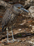 Juvenile Yellow Crowned Night Heron