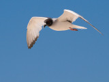 Swallow-tailed Gull (Creagrus furcatus) 2