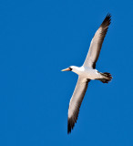 Nazca Booby (Sula granti)