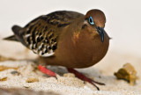 Galpagos Dove (Zenaida galapagoensis) 1