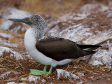 Blue-footed Booby (Sula nebouxii)?