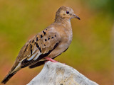 Ecuadorian Ground Dove (Columbina buckleyi)