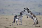 Masai-Mara C