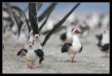 Black Skimmers, Crown Point San Diego