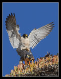 Peregrine Falcons mating