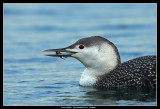 Red-throated Diver