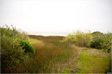 Ventura River Wetlands