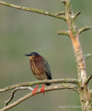 Green Heron