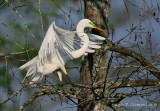 Landing Egret