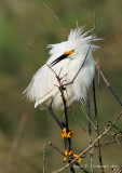 Snowy Egret
