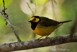 Hooded Warbler