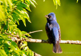 Blue Grosbeak