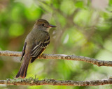 Great-crested Flycatcher