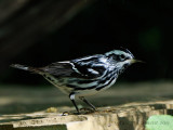 Black and White Warbler