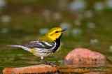 Black-throated Green Warbler