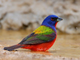 Another Painted Bunting
