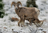 Bighorn Ram