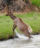 Elk swimming the Gallatin River