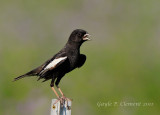 Lark Bunting