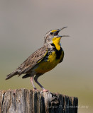 Singing Meadowlark