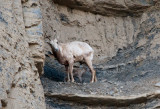 Ewe and Lamb on Birthing Ledge