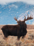 Bold Moose