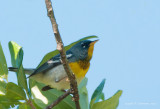 Northern Parula