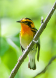 Blackburnian Warbler