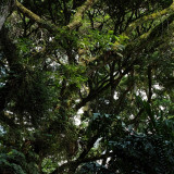 Pine Grove Cropped