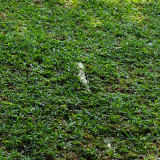 Pine Grove Cropped