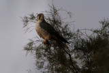 Adult Female Lanner Falcon - Falco biarmicus erlangeri - Halcon Borní o Lanario hembra adulta - Falco llaner femella adulta