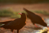 Red-billed Chough - Pyrrocorax Pyrrocorax - Gralla de bec-vermell - Chova piquiroja