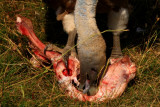Griffon vulture eating - Voltor escurant els ossos