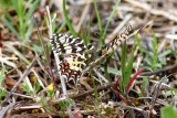 Spanish festoon