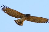 Short toed Eagle - Circaetus gallicus