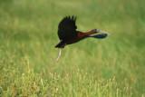 Glosy ibis - Plegadis falcinellus - Capo reial - Morito - Ibis falcinelle