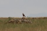Balsalet Buteo rufinus