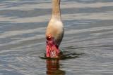 Filtering water Greater Flamingo - Phoenicopterus ruber roseus - Detalle de la cabeza de un Flamenco - Detall del cap d'un Flame