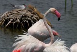 Greater Flamingo - Phoenicopterus ruber roseus - Flamenco (ave) - Flamenc (ocell)