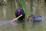 Ebro Delta Purple swamphen