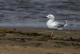 Ebro Delta Slender billed Gull