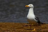 Yellow-legged gull - Larus michaellis - Gaviota patiamarilla - Gavia de pota groga